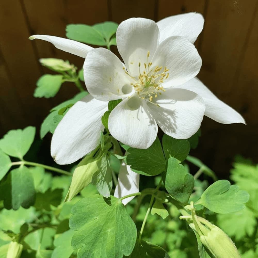 A white aquilegia bloom.