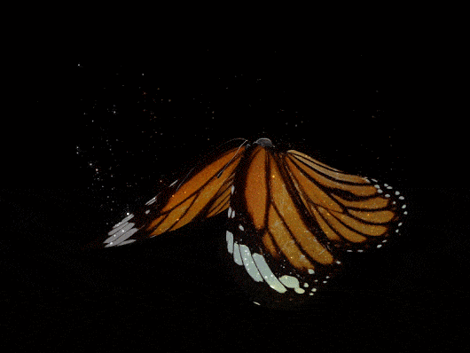 Butterfly animation