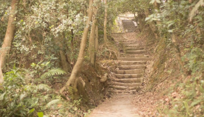 A stone path with steps up ahead, passing through a forest.