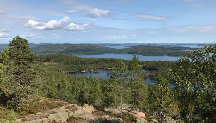 Tree covered low-laying islands scattered in the water, viewed from a rocky and tree covered high vantage point.