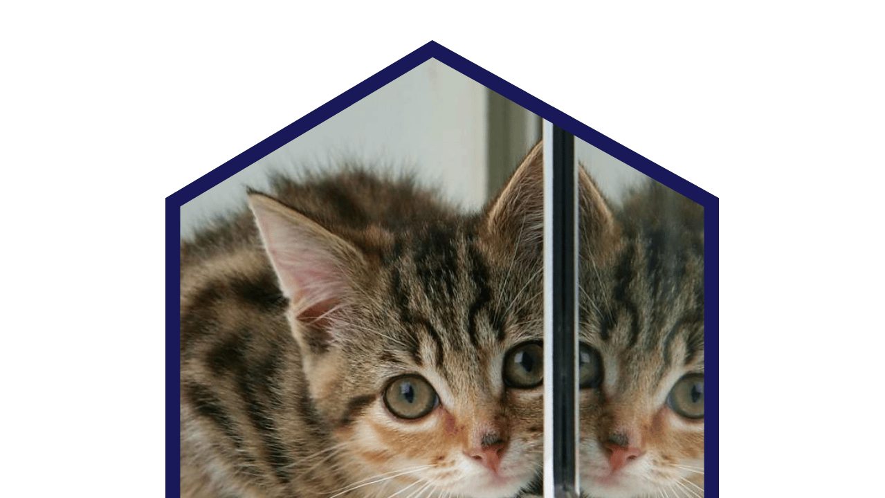 Download Free Responsive Svg Hexagon Mask With Faux Border PSD Mockup Template