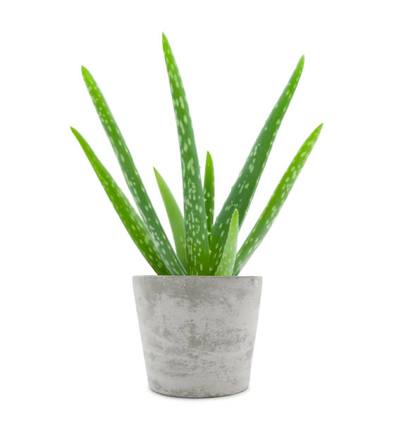 Eine heilende Aloe Vera Pflanze