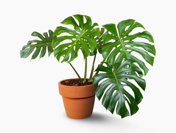 Monstera Deliciosa mit markanten Blättern