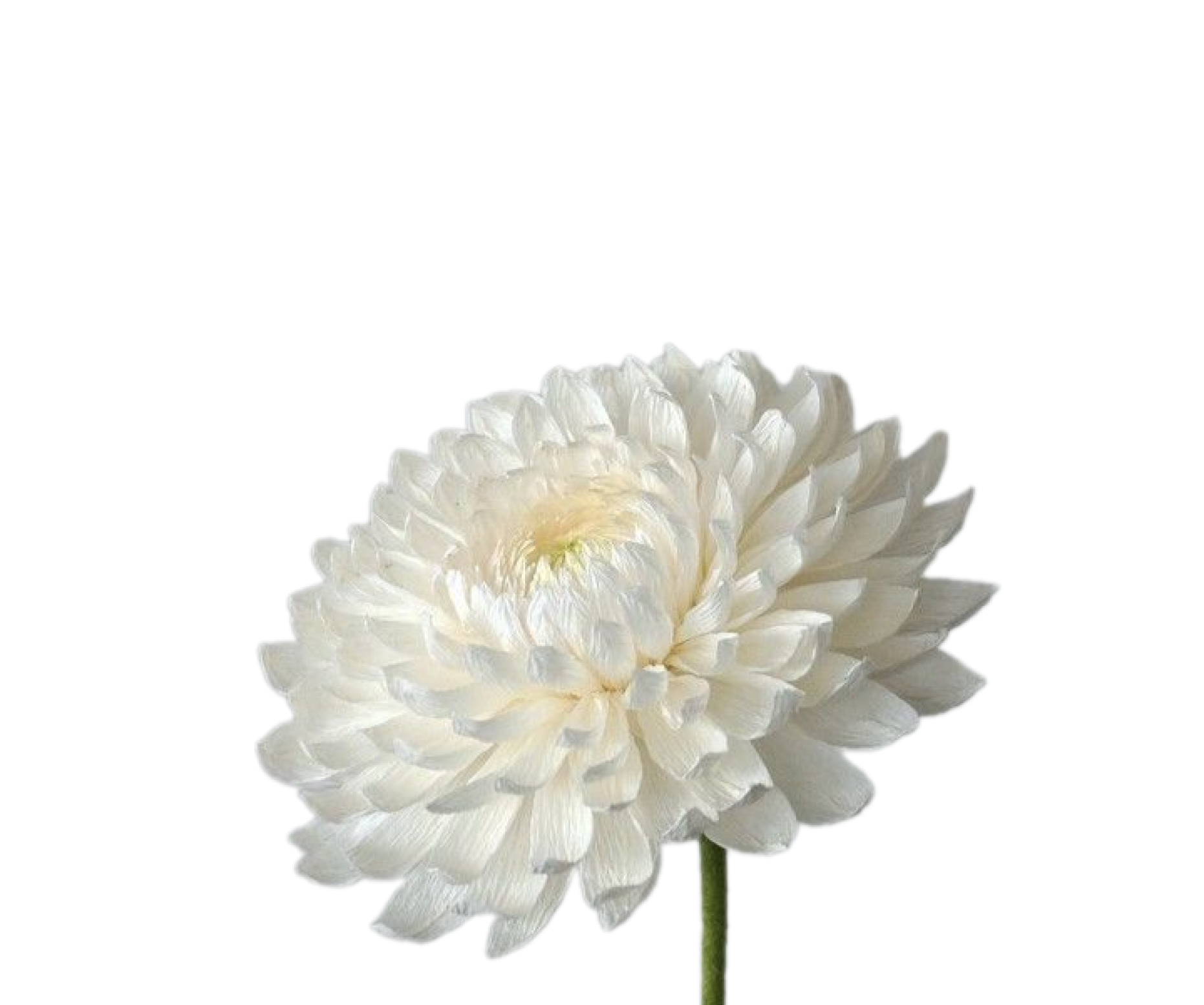 Flor