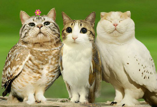 Photo of a meowl: a cat face photoshopped on an owl