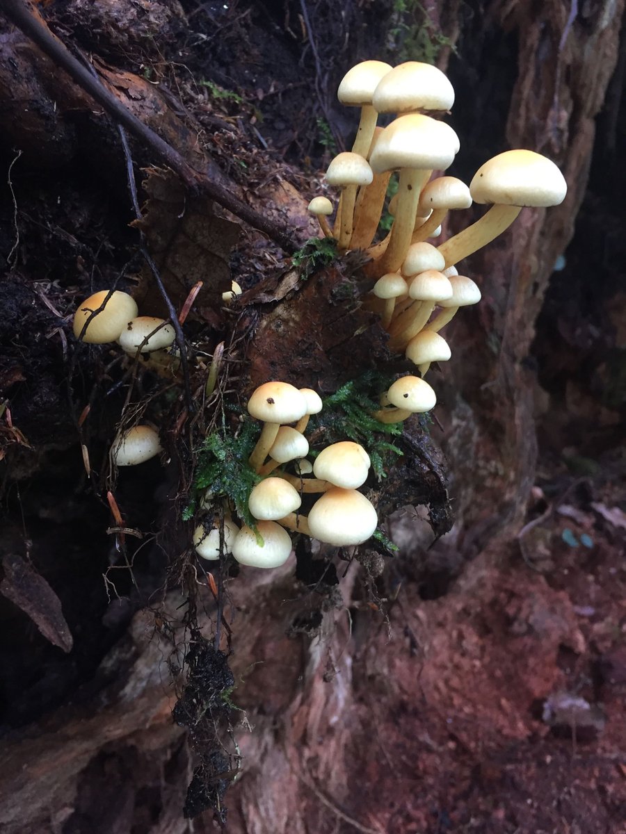 A cluster of small white mushrooms growing off a log.