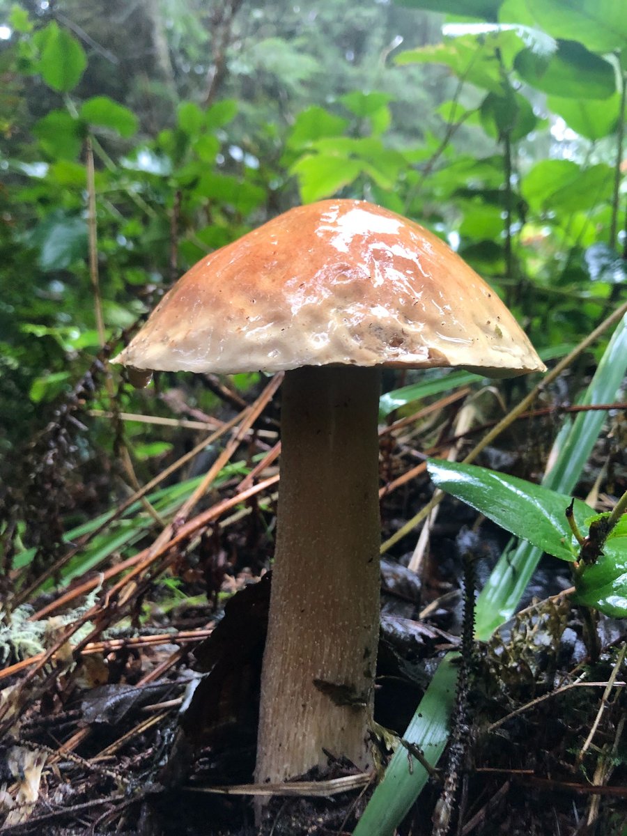 A large orange mushroom in the undergrowth