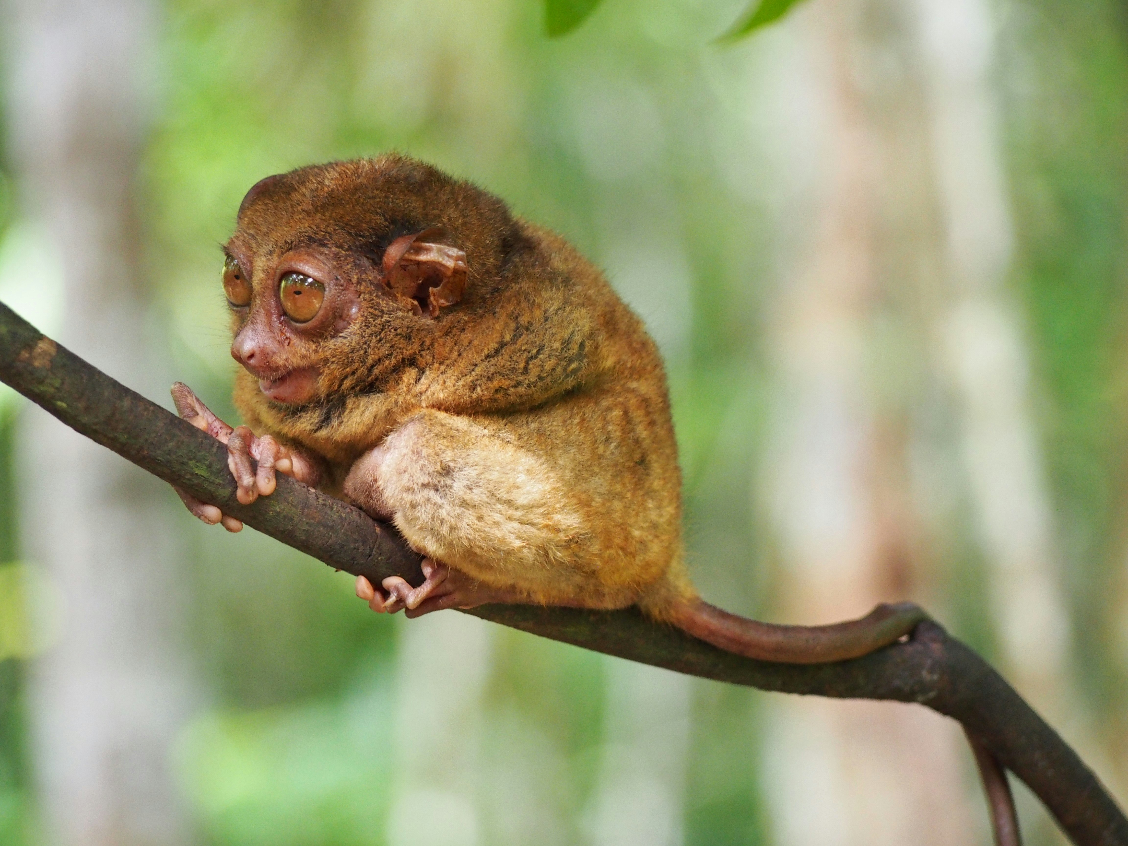 a close-up of a tarsier on a tree branch