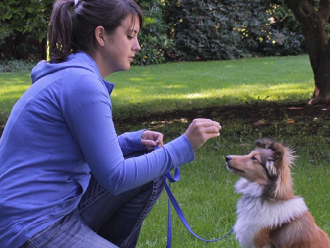 Dog Training, Behaviour Shaping School For Dogs