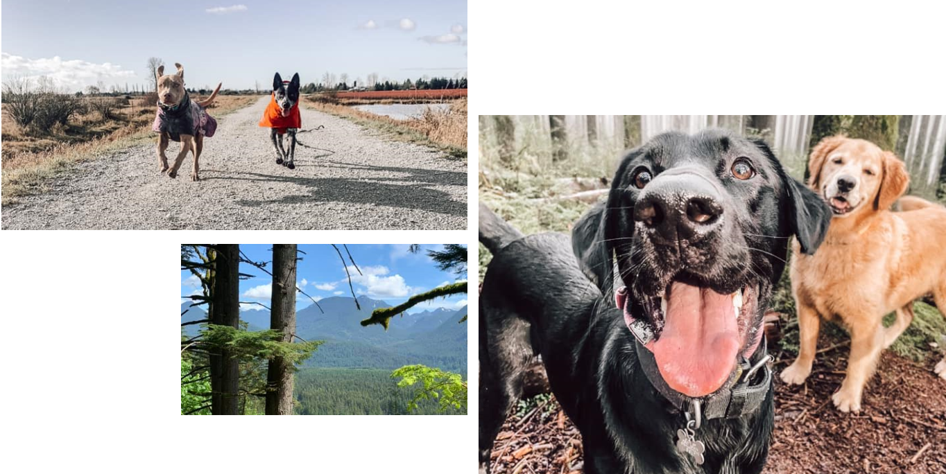 Outdoor Adventure Hikes for Dogs, Dog Hiking Adventure