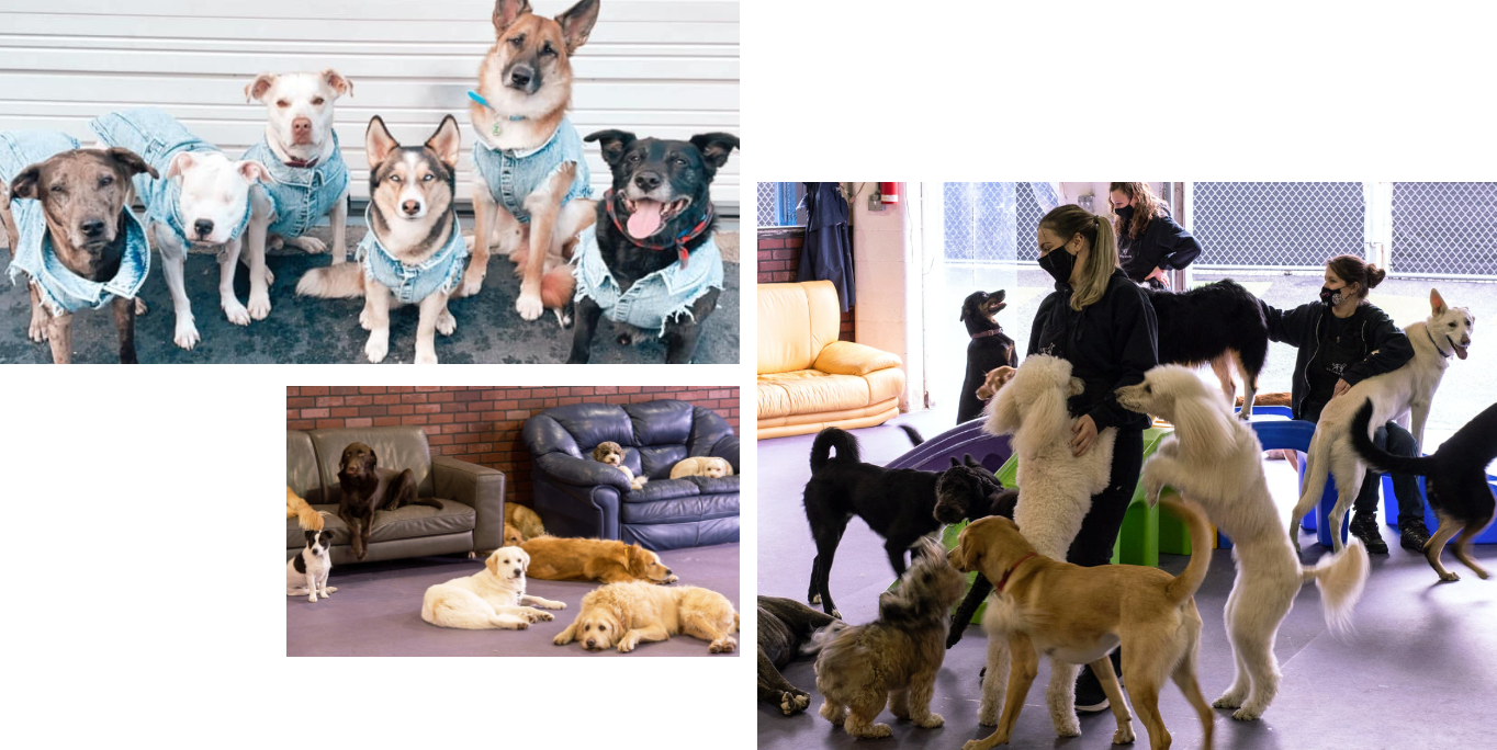 Dog Gallery, Dog Daycare, Playcare, Uptown Dawg