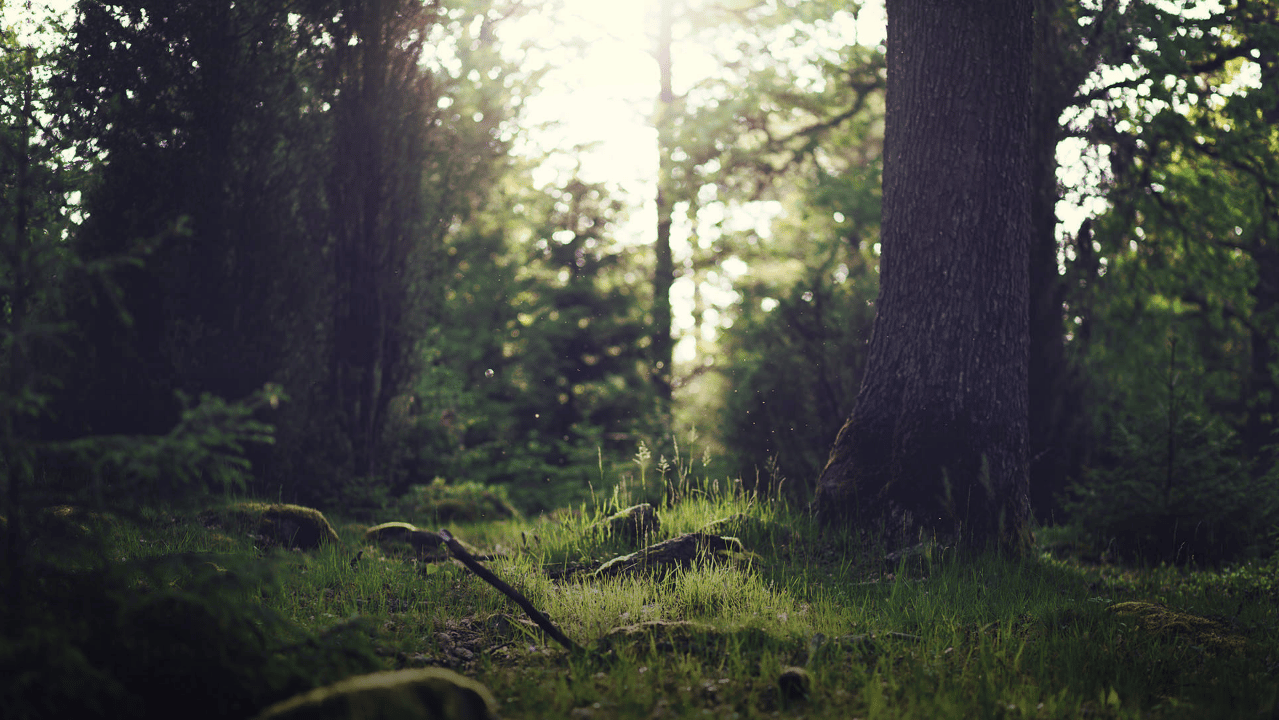 Download Free Svg Text Mask PSD Mockup Template