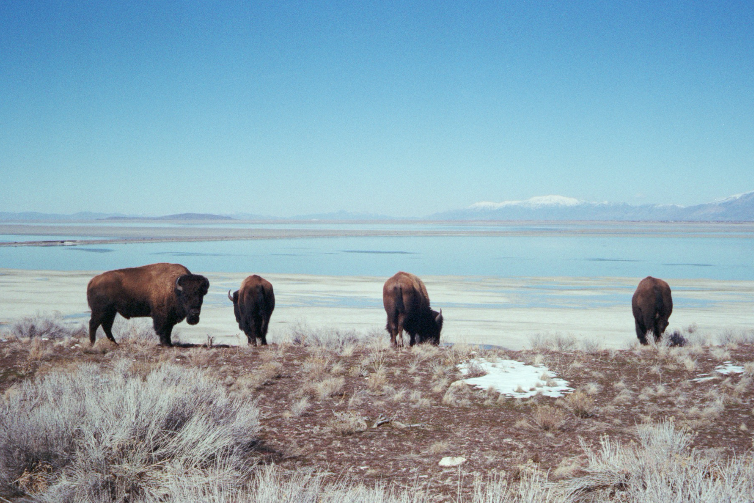 bison in yellowgrass